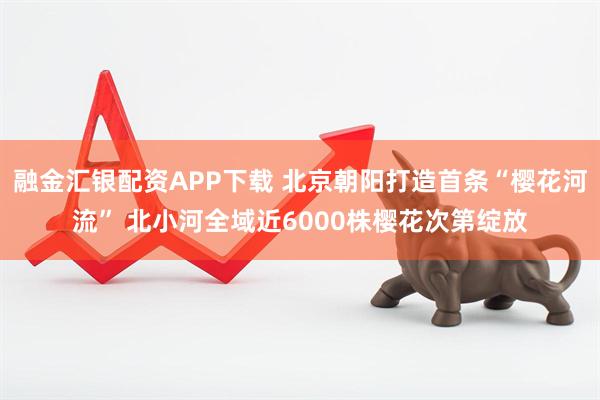 融金汇银配资APP下载 北京朝阳打造首条“樱花河流” 北小河全域近6000株樱花次第绽放